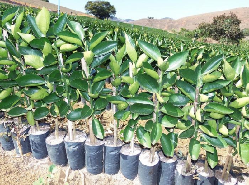 ENCOMENDA DE MUDAS FRUTÍFERAS